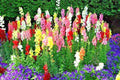 Snapdragon Seeds - 2000+ Tetra Mix Annual Flowers for Garden, Patio, Containers - Antirrhinum majus