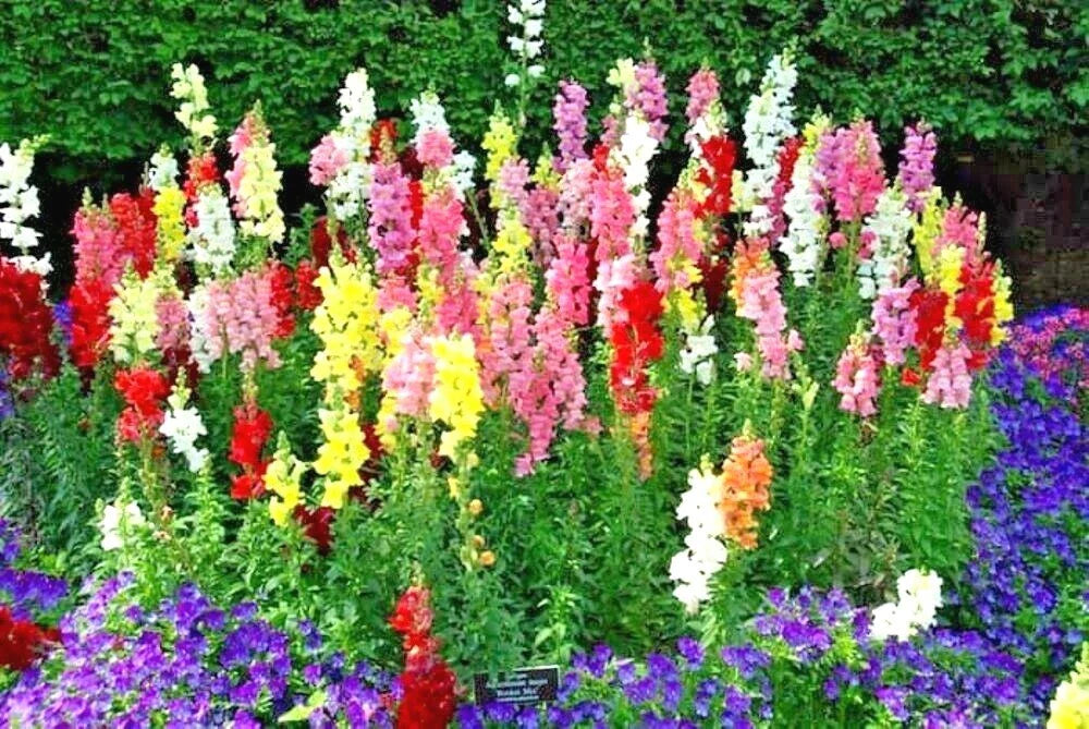 Snapdragon Seeds - 2000+ Tetra Mix Annual Flowers for Garden, Patio, Containers - Antirrhinum majus