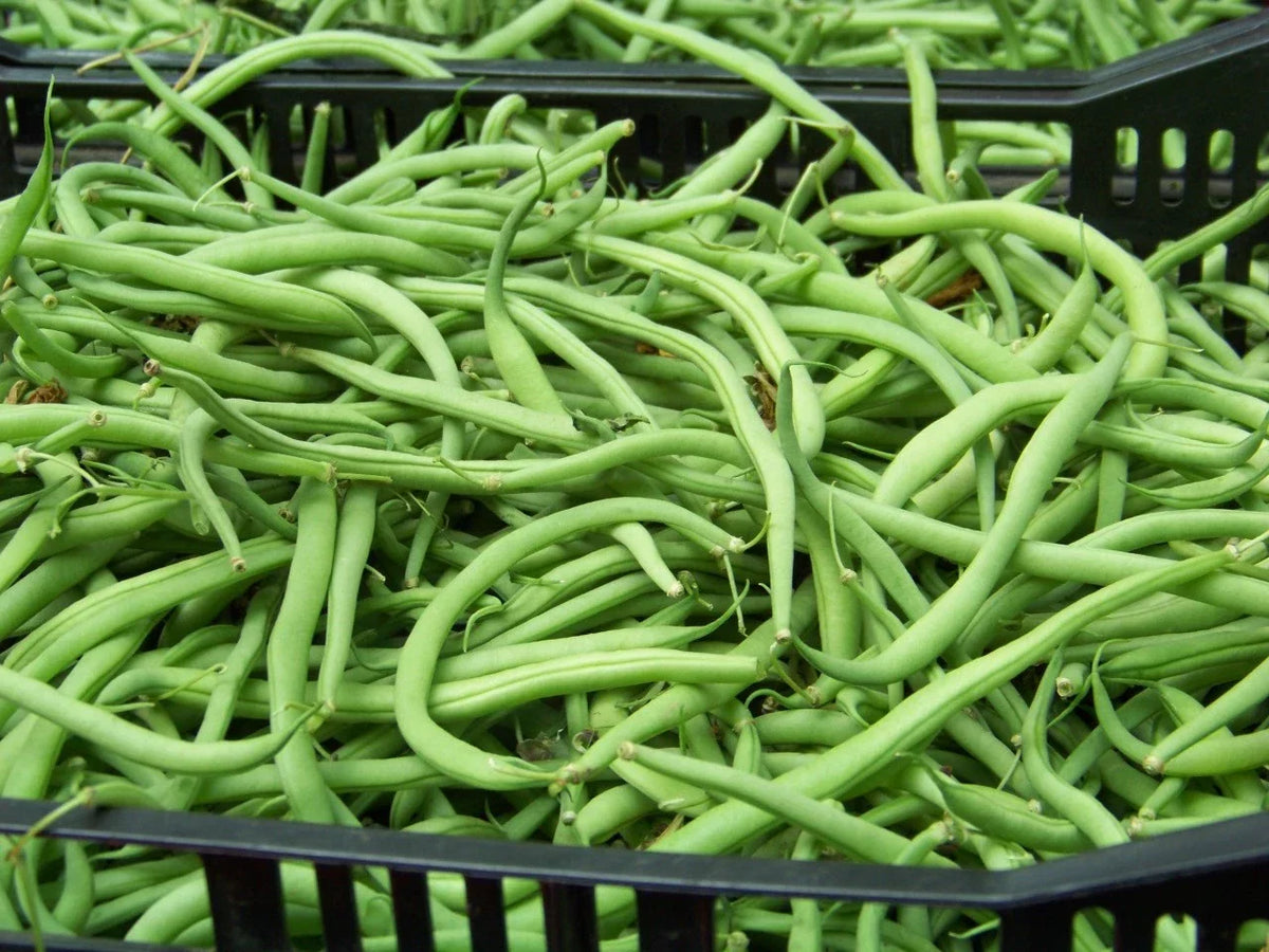 Blue Lake Bush Bean Seeds – Phaseolus vulgaris, 20 High Germination Non-GMO Seeds for Home Gardening & Containers