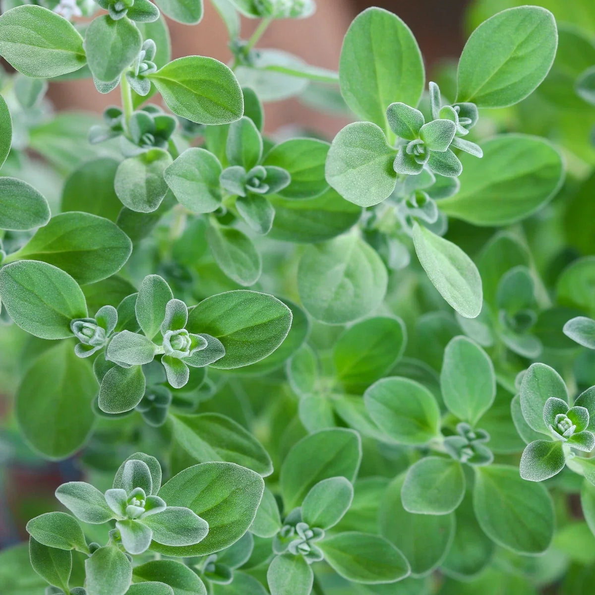 Sweet Marjoram Herb Seeds - Non-GMO, Knotted Marjoram, Majorana hortensis, Compact Bushy Plant, Culinary Herb Seeds