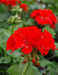 Geranium Plants 4" Pot Rocky Mountain Red Pelargonium x hortorum Live Plant for Garden, Container, Outdoor