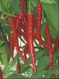 Hot Long Red Cayenne Pepper Seeds – Non-GMO Capsicum Annuum for Spicy Culinary Use, Home Gardening & Container Growing