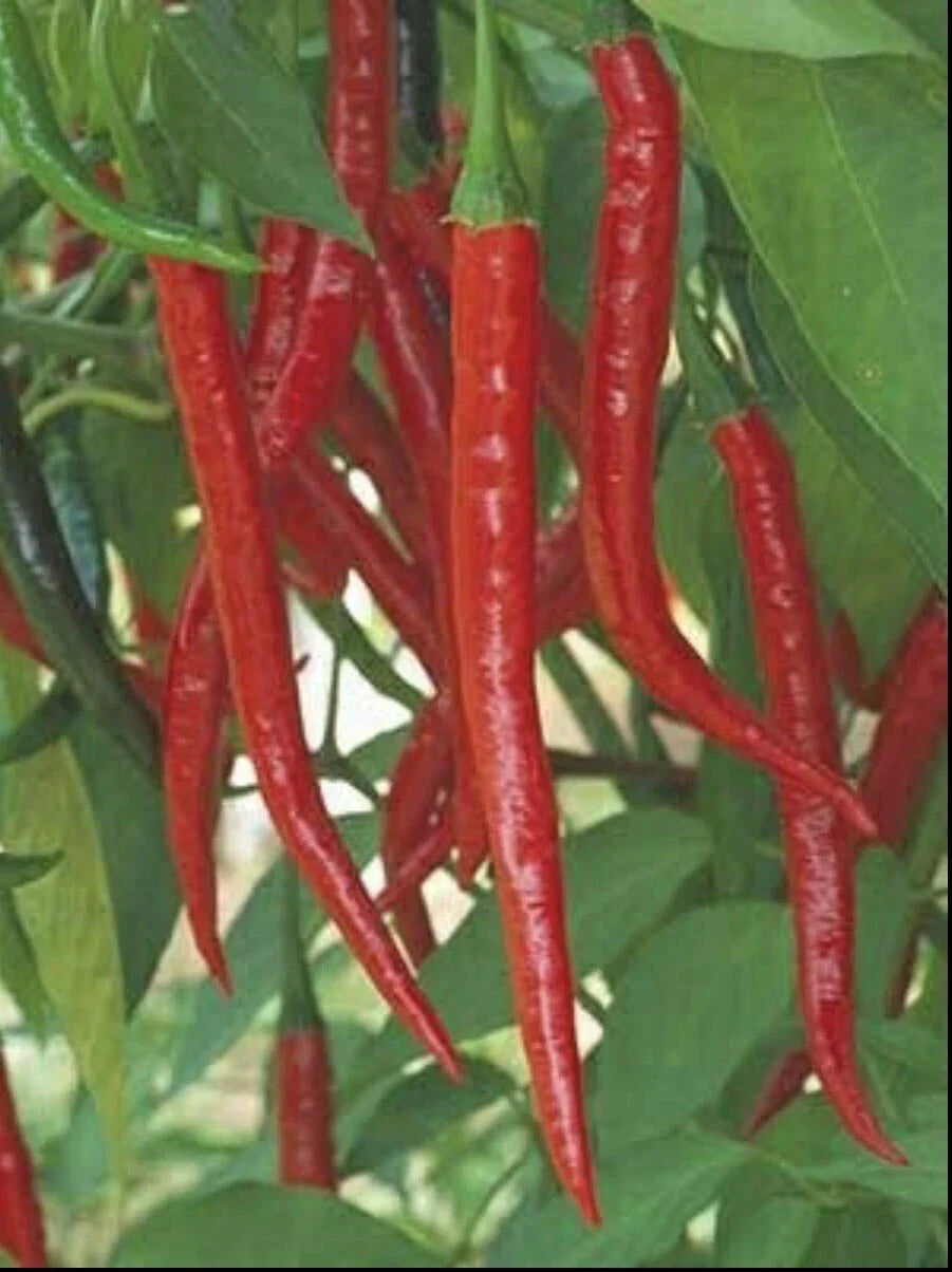 Hot Long Red Cayenne Pepper Seeds – Non-GMO Capsicum Annuum for Spicy Culinary Use, Home Gardening & Container Growing