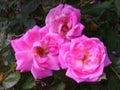 Blush Heirloom Antique Rose Plant - Double Pink Flowers - Own Root Rosa 'Old Bush Blush' for Garden, Border & Container