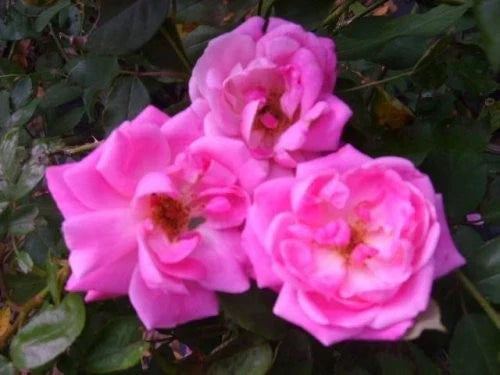 Blush Heirloom Antique Rose Plant - Double Pink Flowers - Own Root Rosa 'Old Bush Blush' for Garden, Border & Container