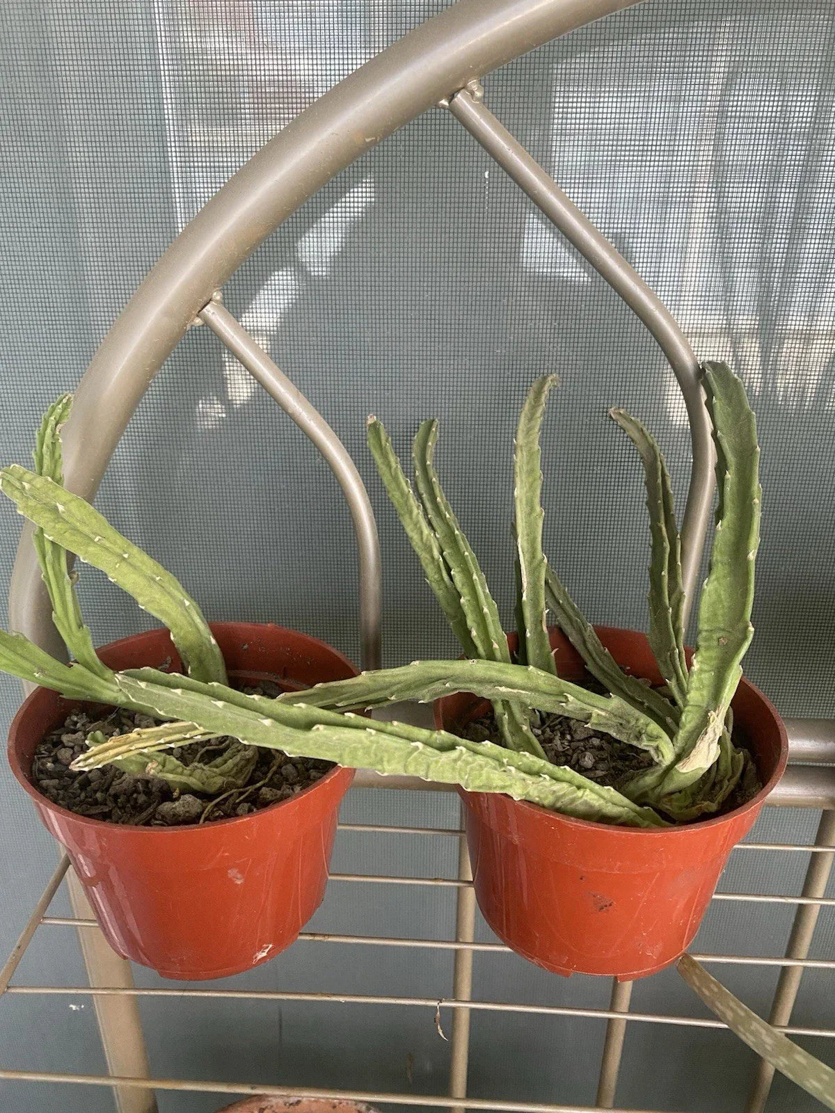 Stapelia Gigantea Live Plant in 4” Pot - Starfish Plant, Drought-Resistant, Unique Flowers, Indoor/Outdoor Succulent