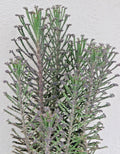Kalanchoe Mother of Thousands Plant - Chandelier Style Live Succulent Bryophyllum Tubiflora