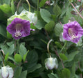Cobaea Violet Cathedral Bells Vine Seeds – Climbing Flower, Purple Bell-Shaped, Pollinator Attracting, 5 Seeds, Cobaea scandens