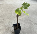 Grape Cutting Vine in Pot - Sweet Seedless Vitis vinifera for Home Garden, Patio, or Balcony Planting