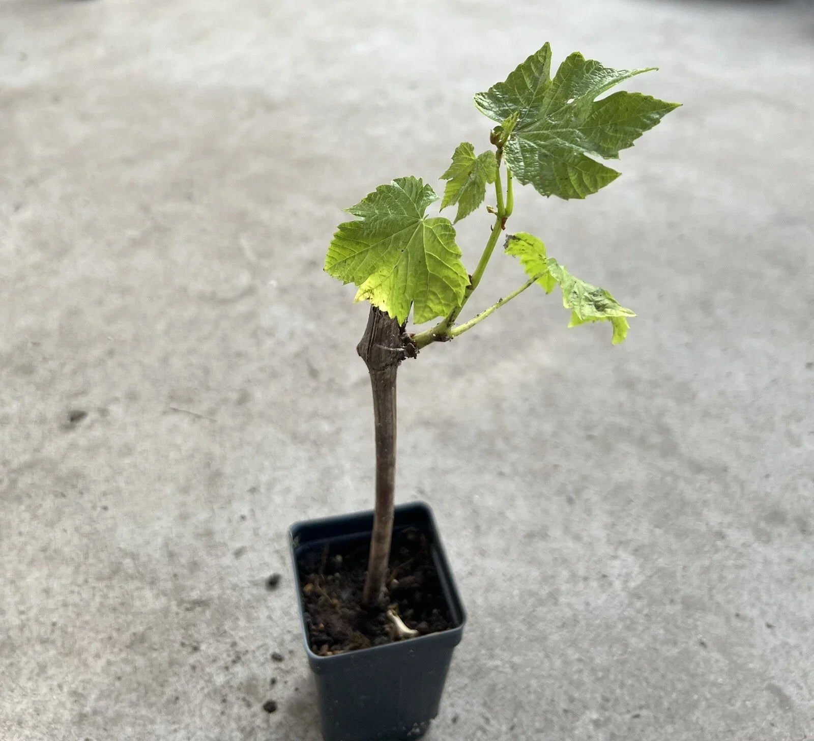 Grape Cutting Vine in Pot - Sweet Seedless Vitis vinifera for Home Garden, Patio, or Balcony Planting
