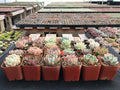 Assorted Echeveria Succulent Plants - 70 Pack, Rooted in 2-Inch Planters, Rosette Varieties for Home Decor & Gifts