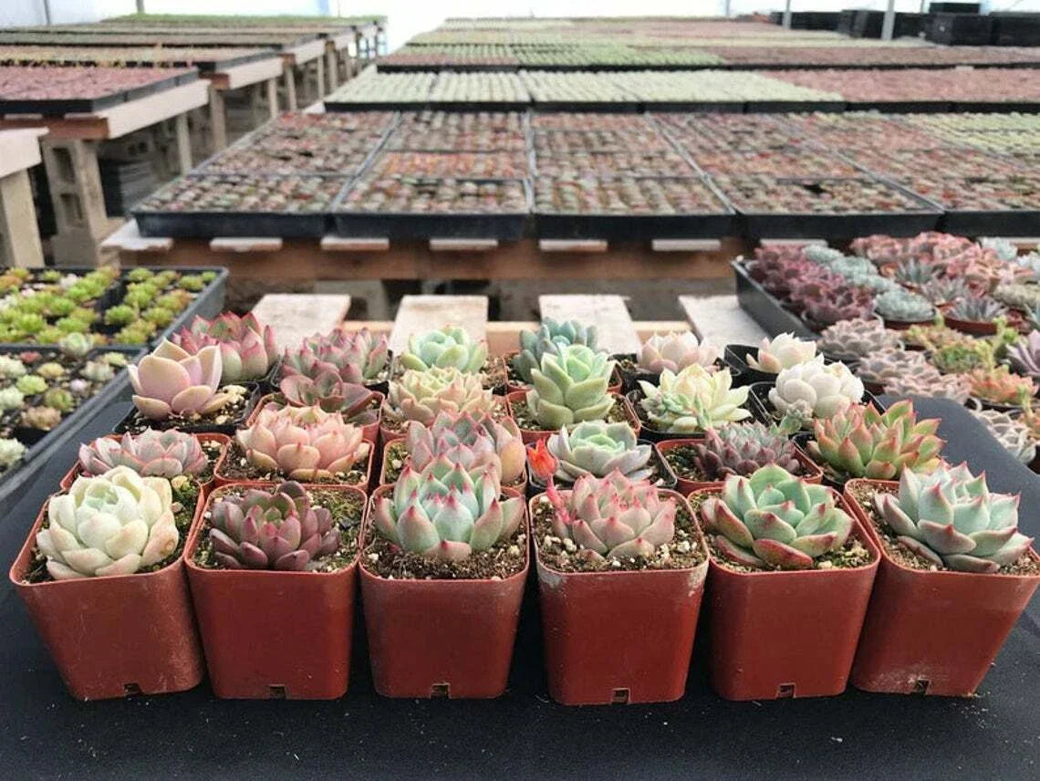 Assorted Echeveria Succulent Plants - 70 Pack, Rooted in 2-Inch Planters, Rosette Varieties for Home Decor & Gifts