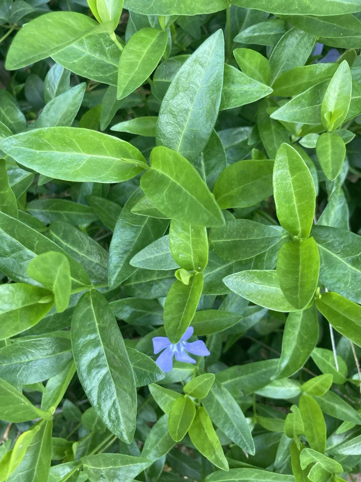 50 Rooted Vinca Minor Plants - Ground Cover Periwinkle - Purple & Blue Flowers - Hardy Shade Perennials - Vinca minor
