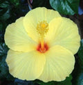 Light Yellow Hibiscus Seeds - 20 Perennial Flower Seeds - Hibiscus rosa-sinensis - Bright Yellow Blooms for Garden & Container