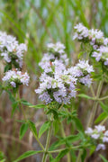 Mountain Mint Seeds - Non-GMO Herbal Pycnanthemum pilosum for Garden, Tea & Pollinators, 100 Seeds