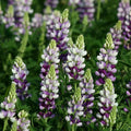 25 Lilac White Lupine Seeds – Perennial Hardy Flowers, Lupinus polyphyllus, Full Sun, Easy to Grow, Pollinator Attracting Seeds