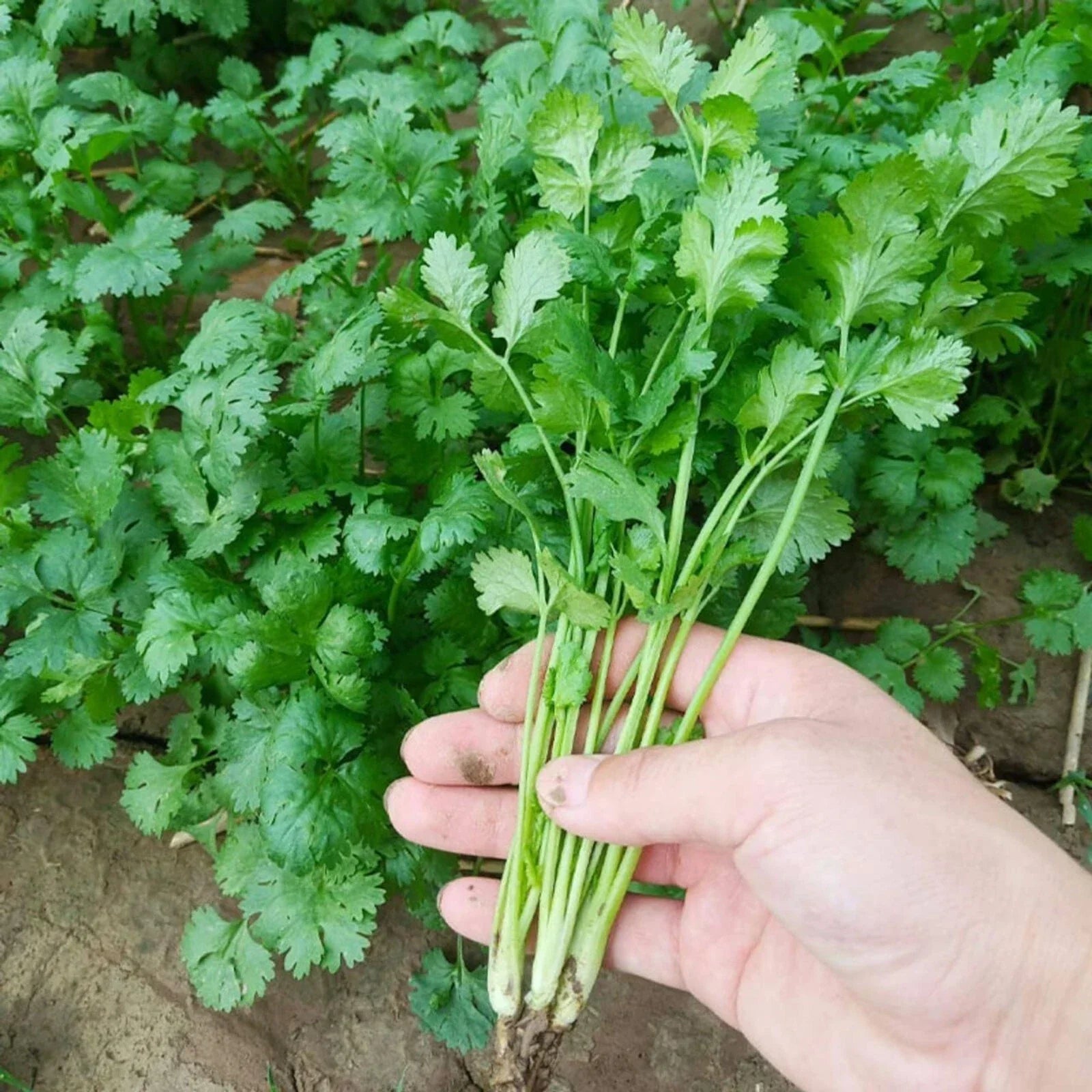Cilantro Seeds for Planting – 1000 Heirloom Coriander Herb Seeds – Organic, Non-GMO, Culinary, Indoor & Outdoor Gardening