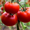 200 Ace 55 Tomato Seeds – Heirloom Non-GMO Solanum lycopersicum for Home Garden, Juicy, High-Yield, Organic, Canning & Fresh Eating