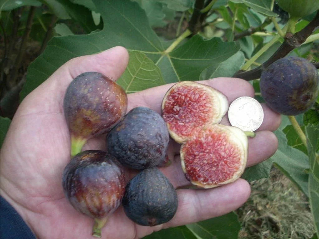 Fig Tree Cuttings - 6 Pieces - Ronde de Bordeaux - Ficus carica