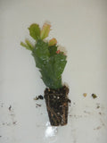 Christmas Cactus Starter Plant - Schlumbergera Truncata - Named Variety - Well-Rooted Indoor Plant