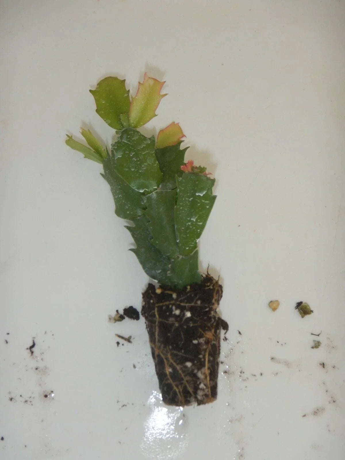 Christmas Cactus Starter Plant - Schlumbergera Truncata - Named Variety - Well-Rooted Indoor Plant