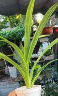 Live Cup Pandan Plant 6-10 Inches Tall | Aromatic Pandanus amaryllifolius Indoor & Outdoor