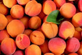 Apricot Tree Seeds 2024 – 10 Pack, Fast Growing, Fragrant Pink Blooms, Self-Pollinating, Prunus armeniaca, Hardy Zones 3-7