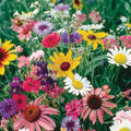 Wildflower Cutflower Mix Seeds - 200+ Colorful Species for Gardens & Bouquets, Attract Pollinators, USA Native
