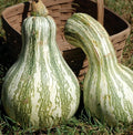 Cushaw Green Striped Pumpkin Seeds - Organic, NON-GMO, Cucurbita mixta, Heirloom, Culinary & Decorative Gardening