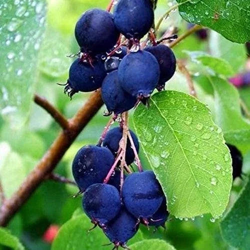 Saskatoon Serviceberry Plant Seeds 100 Pack - Amelanchier alnifolia, Edible Berries, Hardy Shrub, Full Sun to Partial Shade