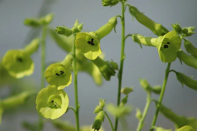 Nicotiana Alata Lime Green Flower Seeds - 200+ Premium Annual Seeds for Hummingbird Attraction