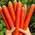 Red Fruit Carrot Seeds - 1000pcs Heirloom Daucus carota Sweet Juicy Root Vegetable for Home Gardening