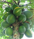 Organic Papaya Seeds - Carica papaya Tropical Fruit Seeds, 30 Count for Home Garden, Patio, Greenhouse