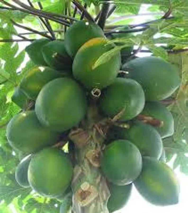 Organic Papaya Seeds - Carica papaya Tropical Fruit Seeds, 30 Count for Home Garden, Patio, Greenhouse
