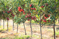 Apple Tree Seeds - 30 Seeds for Malus pumila, Delicious Variety, Fruit-Bearing Tree, Garden Planting