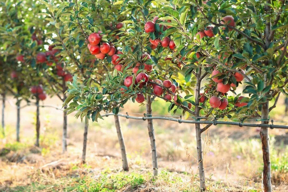 Apple Tree Seeds - 30 Seeds for Malus pumila, Delicious Variety, Fruit-Bearing Tree, Garden Planting