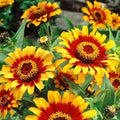 Mexican Sombrero Zinnia Seeds - 100 Double Bloom Flower Seeds - Vibrant Multi-Color Zinnia elegans for Garden, Borders, Containers