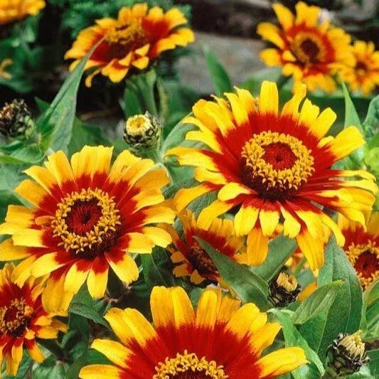 Mexican Sombrero Zinnia Seeds - 100 Double Bloom Flower Seeds - Vibrant Multi-Color Zinnia elegans for Garden, Borders, Containers