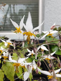 Epimedium Plant - Drought Tolerant Perennial Ground Cover - Barrenwort