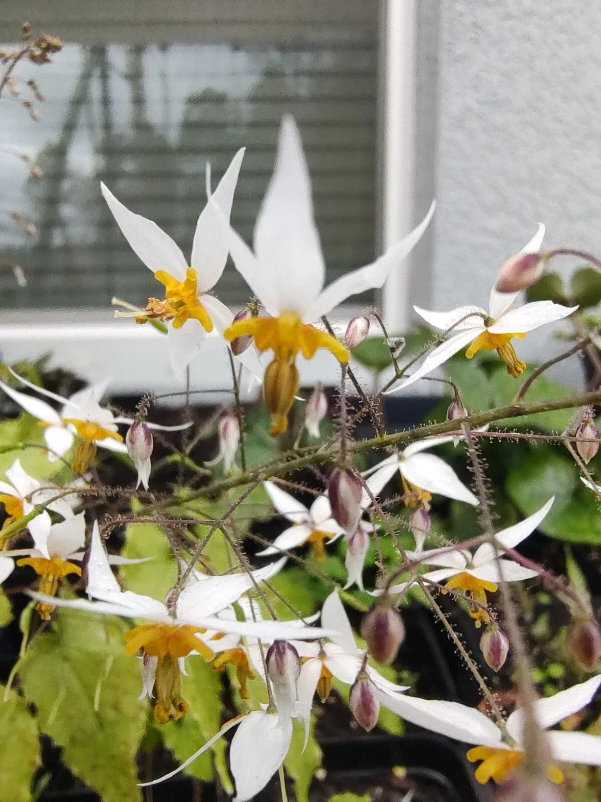 Epimedium Plant - Drought Tolerant Perennial Ground Cover - Barrenwort