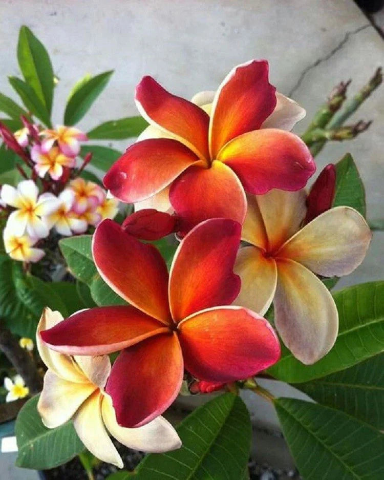 Plumeria Seeds - Pack of 5 - Dark Orange Hawaiian Flower Lei - Perennial Bloom - Plumeria rubra