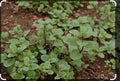 Live Chocolate Mint Herb Starter Plants - Mentha x piperita 'Chocolate' - Scented Indoor & Outdoor Gardening - 3 Pack