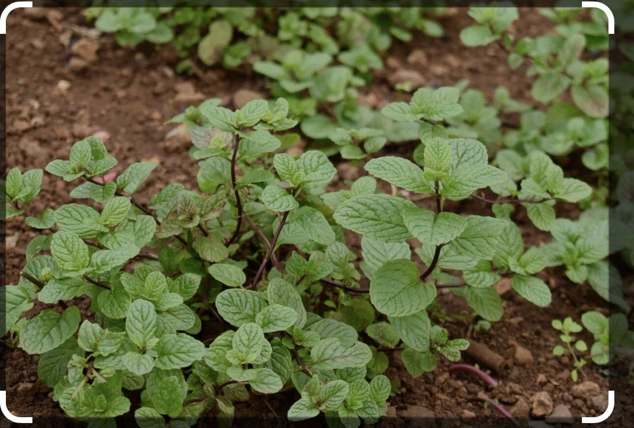 Live Chocolate Mint Herb Starter Plants - Mentha x piperita 'Chocolate' - Scented Indoor & Outdoor Gardening - 3 Pack