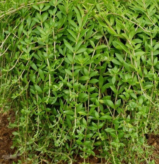 Sedum Sarmentosum Cuttings - 70 Live Creeping Perennial Plants for Ground Cover, Rock Gardens, Drought Tolerance
