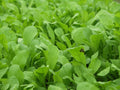 Arugula Seeds 1000+ Heirloom Non-GMO Eruca sativa Herb Garden for Salads & Garnishes