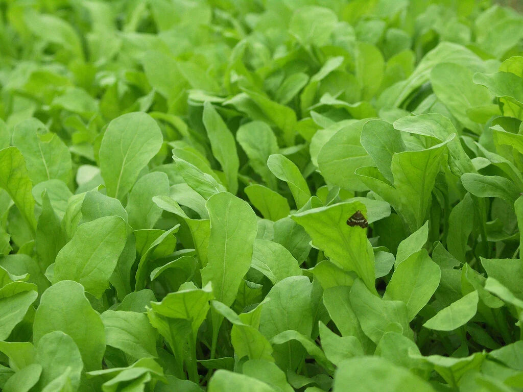 Arugula Seeds 1000+ Heirloom Non-GMO Eruca sativa Herb Garden for Salads & Garnishes