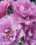 Angel Face Rose Cuttings - 5 Unrooted Rosa 'Angel Face' Fragrant Pink Flowers for Gardening