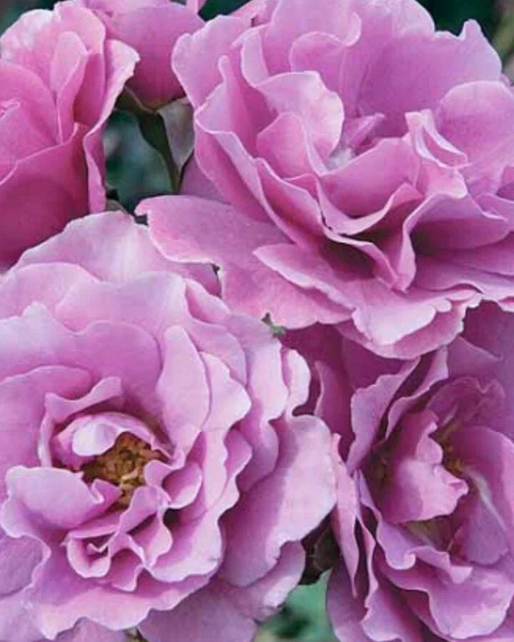 Angel Face Rose Cuttings - 5 Unrooted Rosa 'Angel Face' Fragrant Pink Flowers for Gardening