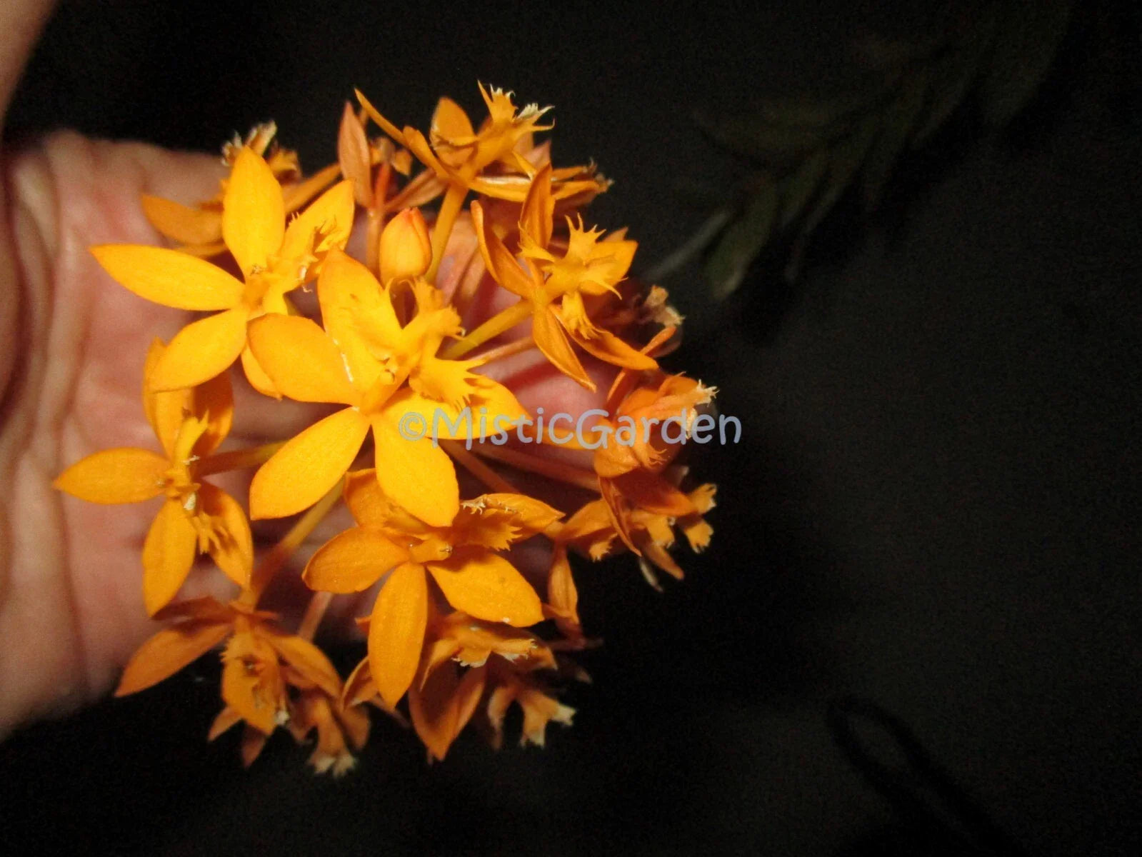 Epidendrum Orchid Cuttings Dark Yellow - 2 Healthy Cuttings for Home or Garden