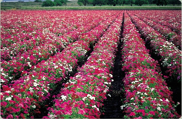 Phlox Seed Packet, Drummond Mix, Butterfly Magnet, Phlox drummondii, 50 Seeds